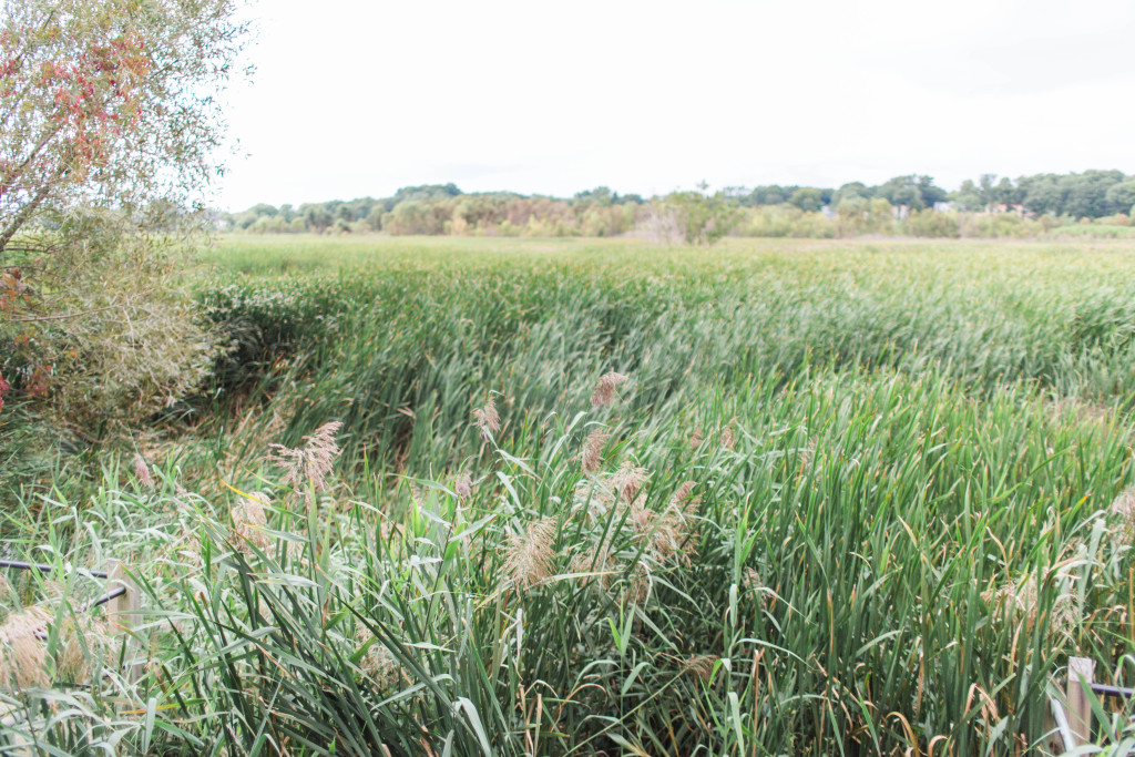 Marsh Lands | The Day's Design | Ashley Slater Photography
