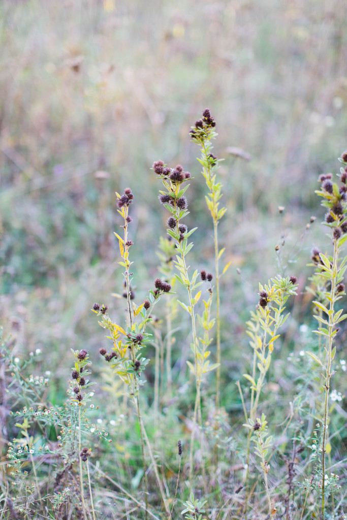 A World without Flowers | The Day's Design | Ashley Slater Photography