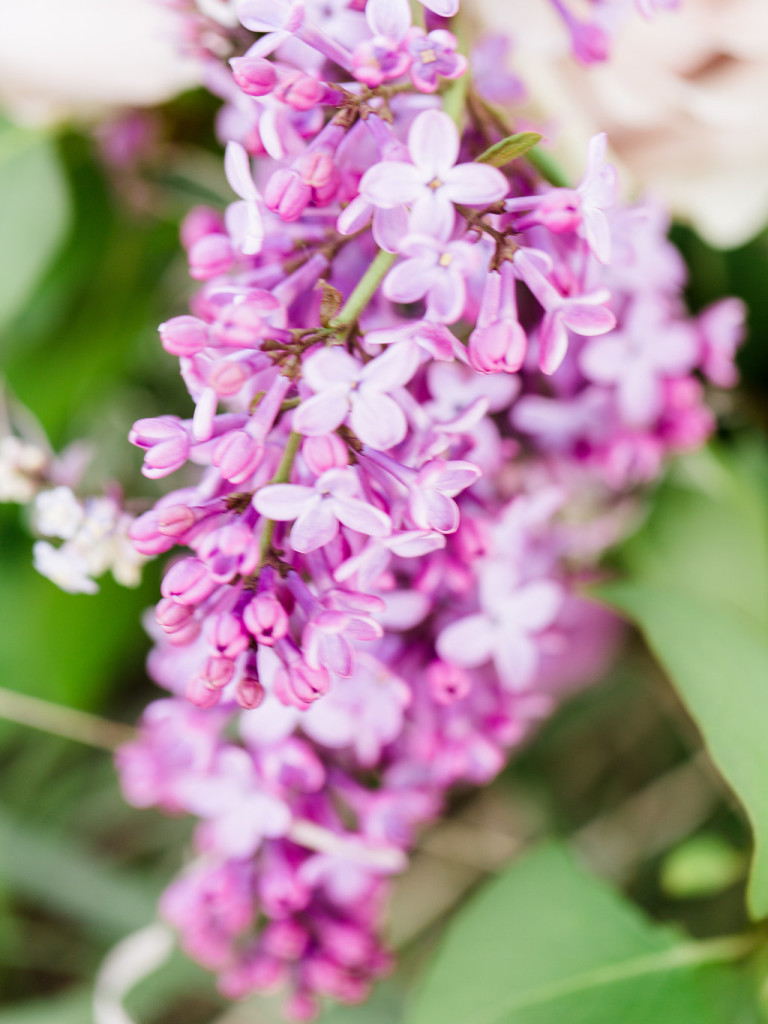 Local Lilacs | The Day's Design | Ashley Slater Photography