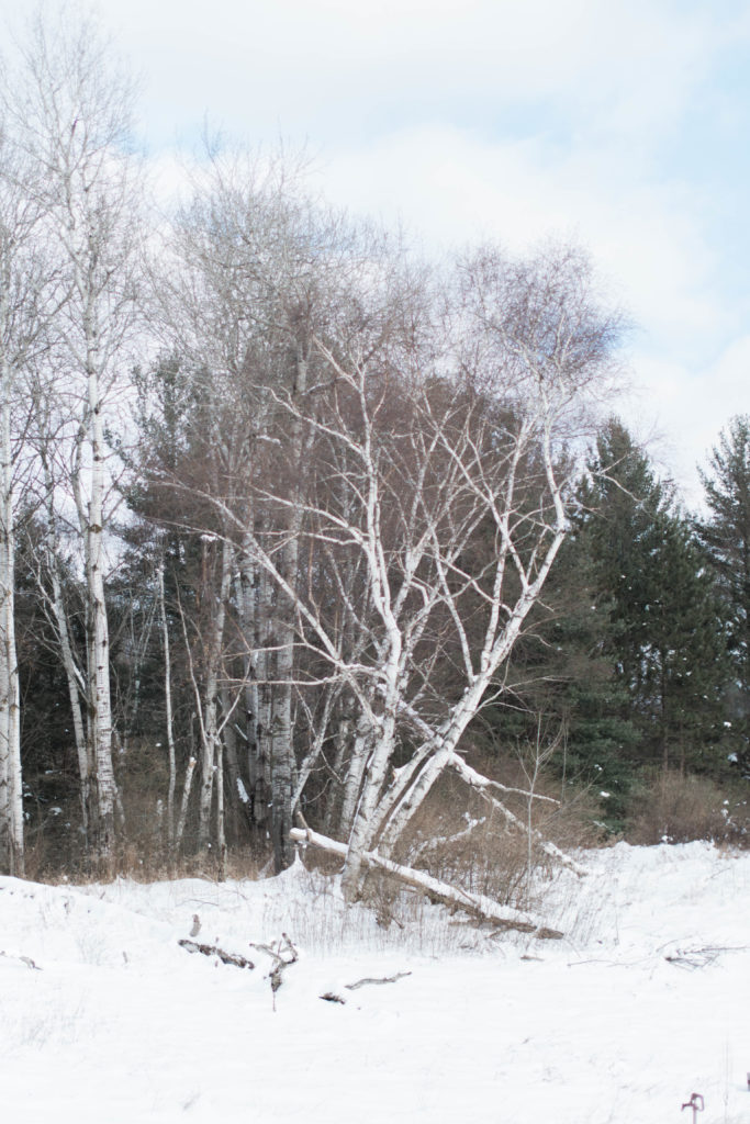 Birch Tree | The Day's Design