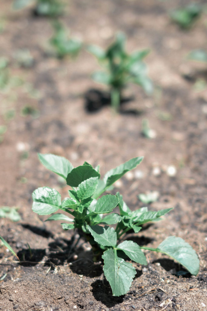 Cafe au Lait Dahlias | The Day's Design