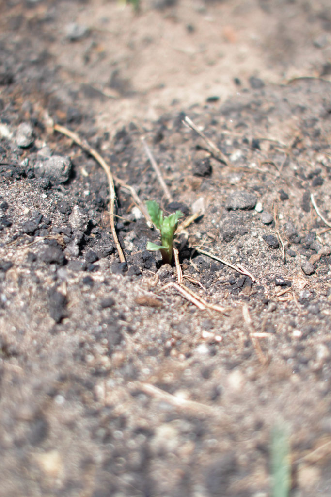 Dahlia Tuber | The Day's Design