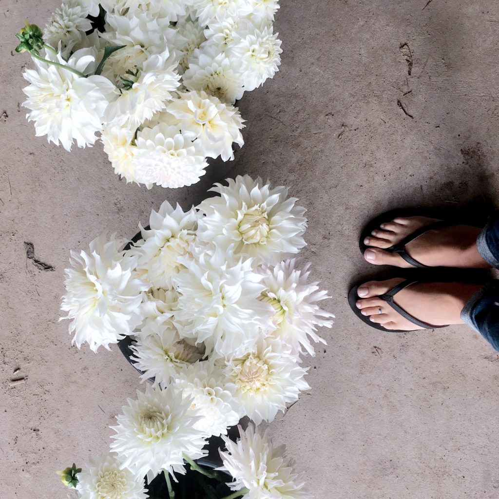 White Dahlias | The Day's Design