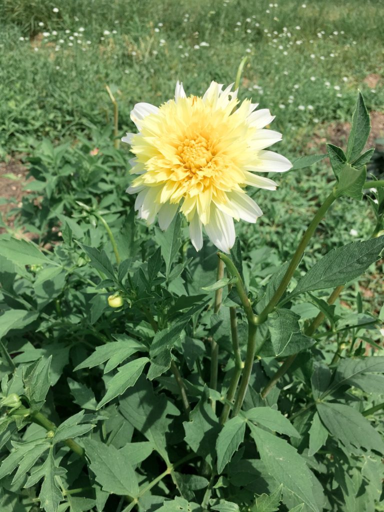 Anemone Mix Yellow Dahlia | The Day's Design