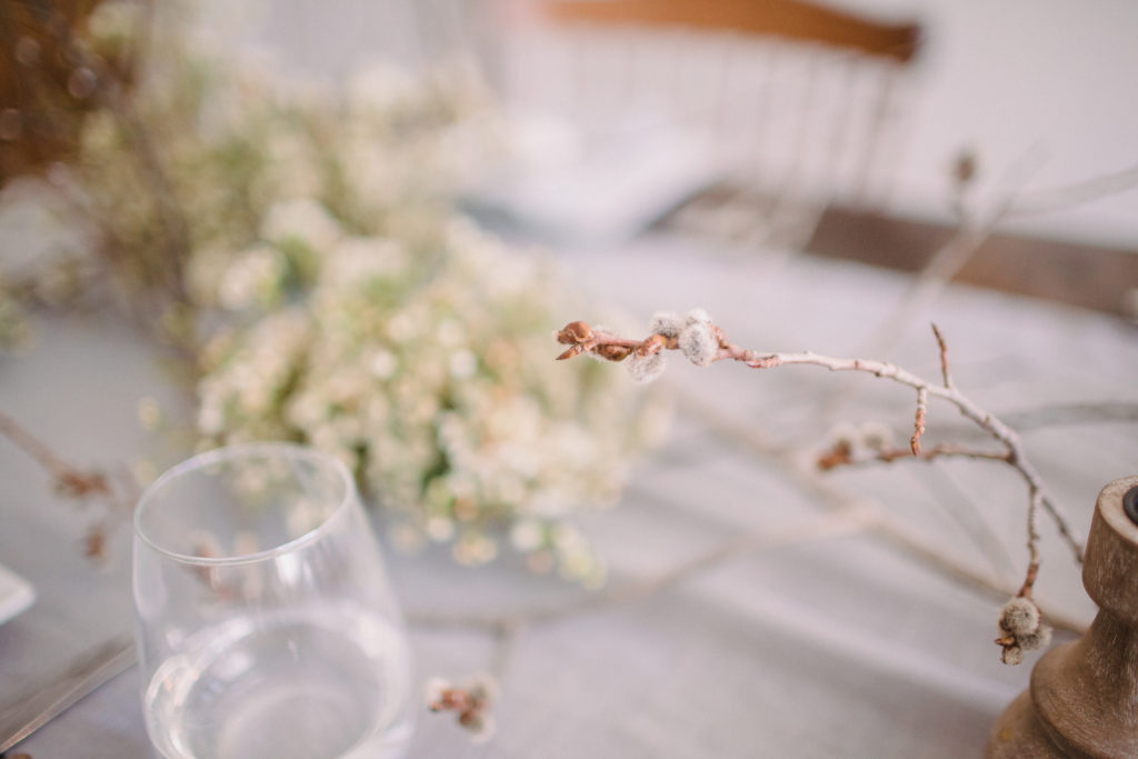 Pussy Wilow | TownLine Journal | Hetler Photography