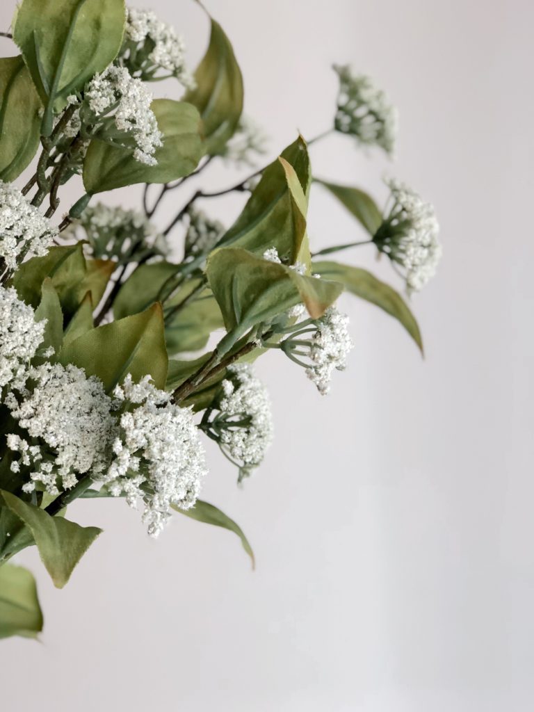 Queen Anne's Lace | TownLine Journal