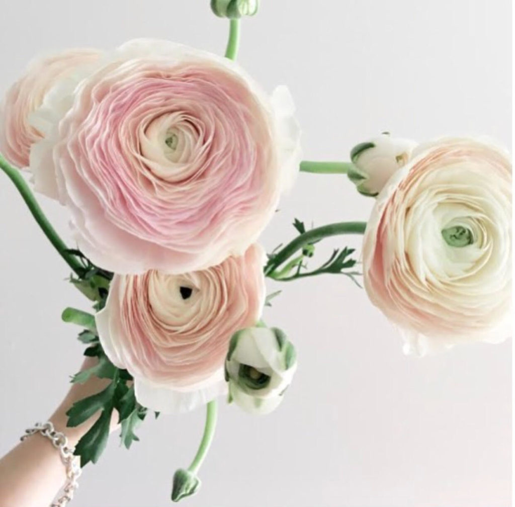 Blush Ranunculus