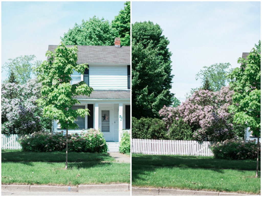 Lilac Bushes | Big Rapids Michigan | Townline Journal