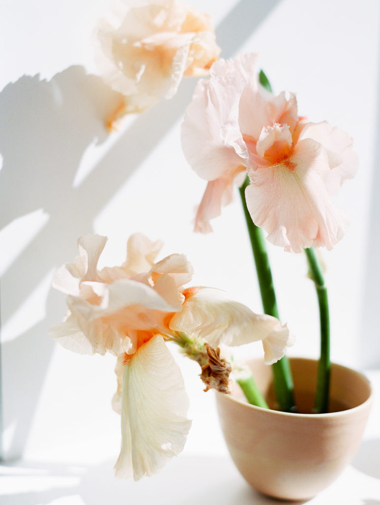 Tinge Workshop | Iris