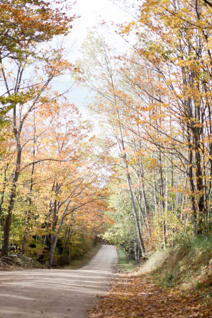 Tunnel of Trees | Harbor Springs, Mi