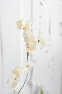 the best wedding flowers for the month of january