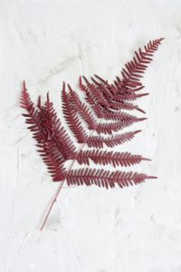 red-leather-leaf-fern