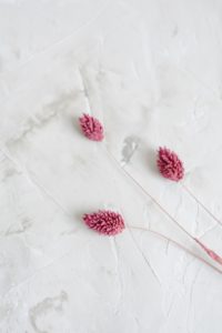 Best flowers for the month of February