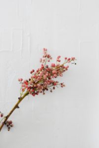 Pink-pepperberry-flowers