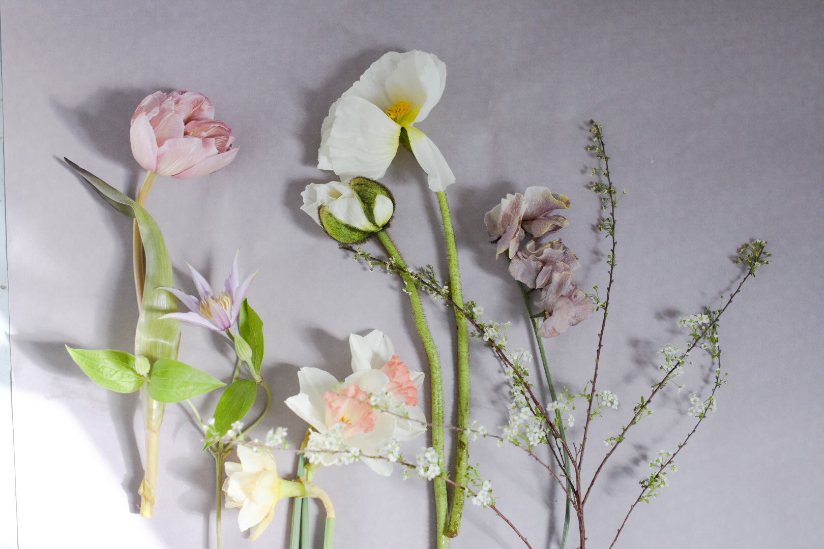 yellow and lavender spring flowers