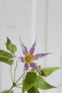 lavender clematis flowers