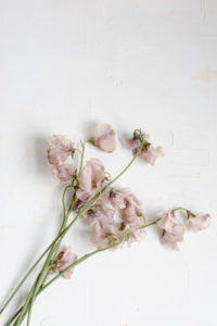 brown Japanese sweet peas